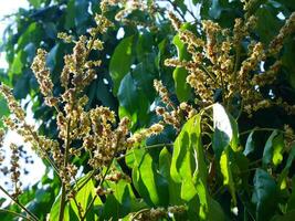 Mango flowers on the branches of the mango tree in the orchard photo