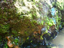 verde musgo en mojado suelo cerca un pozo de agua en un huerta foto