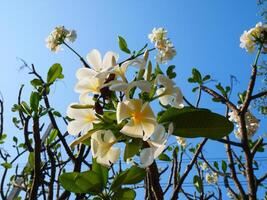 Beautiful white frangipani flowers shining in the sunlight and the background is a bright blue sky photo