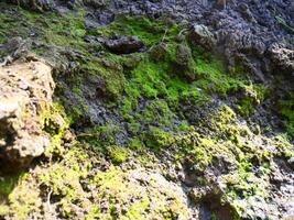 Green moss on wet soil near a waterhole in an orchard photo