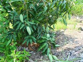 khunsi mango árbol tiene muchos verde mangos colgando desde eso foto