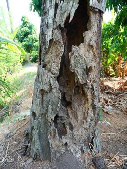 The trunk of an old tree has a hard bark on the outside but is hollow on the inside photo