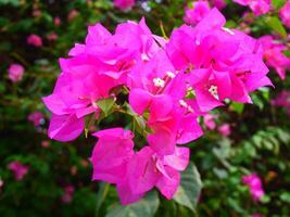 Bright pink Paper Flower rest on their stems in the sunlight photo