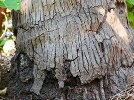 old coconut trunk It has a hard, cracked and rough shell, slightly visible roots photo