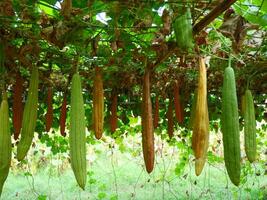 Angled loofah hangs from a bamboo stick with its vines entwined, photo from a Thai farm, Angled loofah is commonly used in cooking