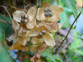 Brown flowers and seeds of a vine in the jungle of Thailand photo