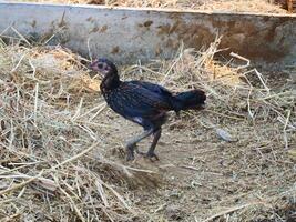 negro gallina caminando entre el seco césped en granja foto