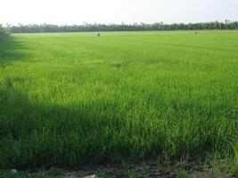 Green rice fields under the evening sun In a rural area in Thailand photo