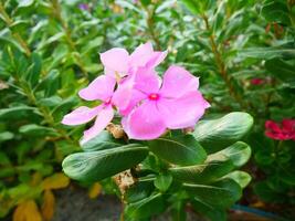 pink cape periwinkle flower with green leaves under the sunlight photo