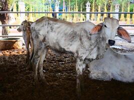 baby cow is standing in the cattle pen, Its body was covered in mud photo