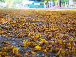 Yellow flower petals fall on the ground photo