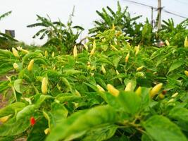 Fresh chili plants in a farmer's vegetable garden in Thailand photo