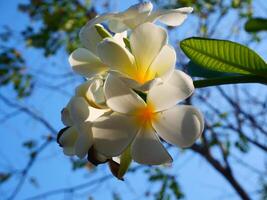 Beautiful white frangipani flowers shining in the sunlight and the background is a bright blue sky photo