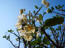 hermosa blanco frangipani flores brillante en el luz de sol y el antecedentes es un brillante azul cielo foto