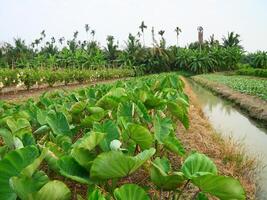 A taro farm in Thailand, green leaves can be seen growing on the ground while the taro tubers are underground photo