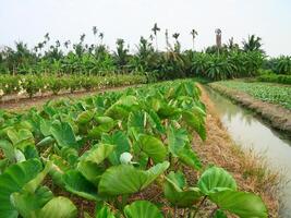 un taro granja en tailandia, verde hojas lata ser visto creciente en el suelo mientras el taro tubérculos son subterráneo foto