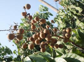 Bunch of longan fruit on the branch of a longan tree photo