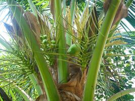 Young coconuts and coconut flowers on coconut trees photo