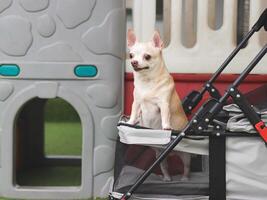 brown short hair chihuahua dog standing in pet stroller looking surprised. Colorful kids playground equipment background. photo