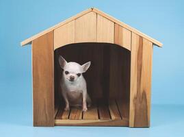 white short hair Chihuahua dog sitting  in wooden dog house isolated on blue background, looking at camera. photo