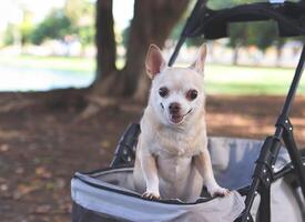 Happy brown short hair Chihuahua dog  standing in pet stroller in the park. smiling and looking at camera. photo