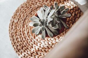 Pot with Succulents in a Modern Interior photo