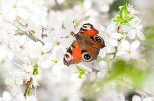 Beautiful butterfly on the branches of cherry blossoms. Spring Background. Close-up. Selective focus. photo