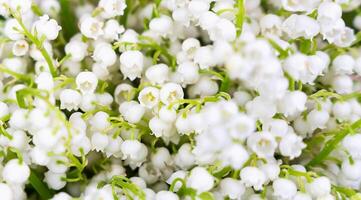 A bouquet of fresh lilies of the valley. Close-up. Natural background. Selective focus. photo