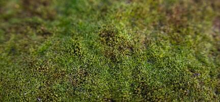 Natural green moss in the forest. Natural background. Banner. Close-up. Selective focus. photo