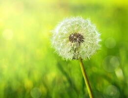 Dandelion seeds in green grass. Close-up. Copy space. Selective focus. photo