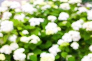 Summer floral background. Blurred bokeh of white flowers. White flowers. Nature background. Summer or spring day. photo