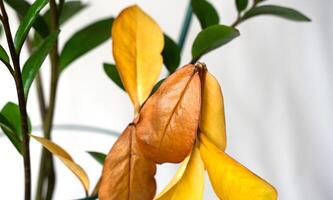 Yellow leaves of Zamioculcos. Lack of vitamins, improper care. Close-up. Selective focus. photo