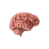 3d humano cérebro png