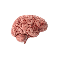 3d Humain cerveau png