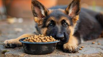 ai generado un pequeño linda pastor perrito cerca un cuenco de alimento. ai generado foto