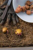 Sowing potatoes on the ground on mulch, tuber germinating, solanum tuberosum photo