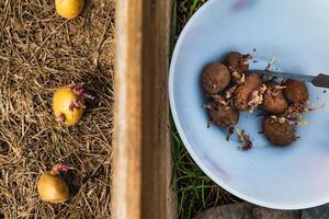 Sowing potatoes on the ground on mulch, tuber germinating, solanum tuberosum photo