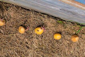 Sowing potatoes on the ground on mulch, tuber germinating, solanum tuberosum photo