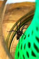 Indoor tegenarian spider, in a glass jar and a coral structure in a house, tegenaria, arachnida photo