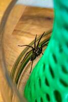 Indoor tegenarian spider, in a glass jar and a coral structure in a house, tegenaria, arachnida photo