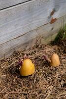 Sowing potatoes on the ground on mulch, tuber germinating, solanum tuberosum photo