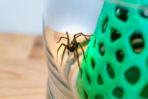 Indoor tegenarian spider, in a glass jar and a coral structure in a house, tegenaria, arachnida photo