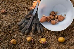 Sowing potatoes on the ground on mulch, tuber germinating, solanum tuberosum photo