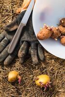 Sowing potatoes on the ground on mulch, tuber germinating, solanum tuberosum photo