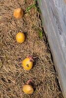 Sowing potatoes on the ground on mulch, tuber germinating, solanum tuberosum photo