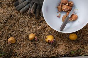 Sowing potatoes on the ground on mulch, tuber germinating, solanum tuberosum photo