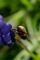 bomba en un uva jacinto, un pequeño peludo insecto con un probóscide a dibujar néctar desde el flores, bombylius foto