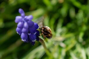 Bombyle on a grape hyacinth, a small hairy insect with a proboscis to draw nectar from the flowers, bombylius photo