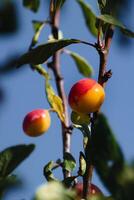 Mirabelle plums in an orchard, lorraine yellow gold, Metz, Nancy, prunus domestica photo