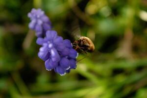 Bombyle on a grape hyacinth, a small hairy insect with a proboscis to draw nectar from the flowers, bombylius photo